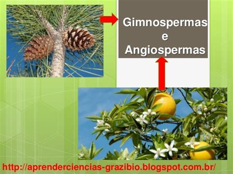 gimnospermas e angiospermas - mongo e drongo